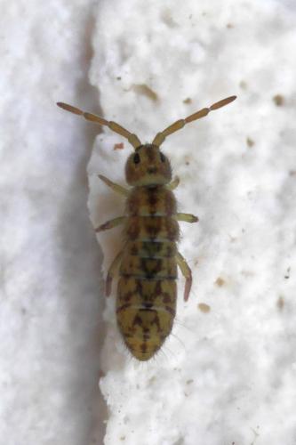 Isotomurus maculatus